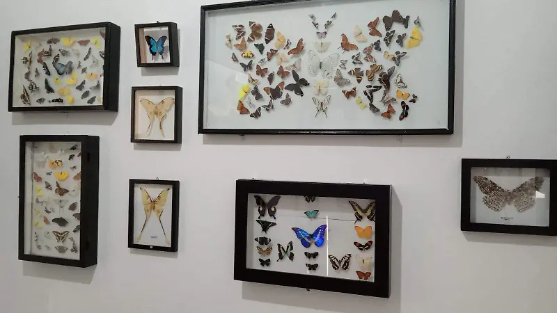 BICHOS-MUSEO-EXPOSICIÓN